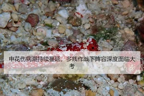 申花伤病潮持续蔓延，多线作战下阵容深度面临大考